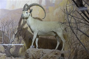 Image description is not available for 1995.1.2